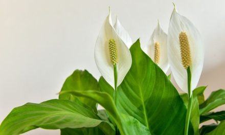 Kebutuhan Air Untuk Tanaman Peace Lily