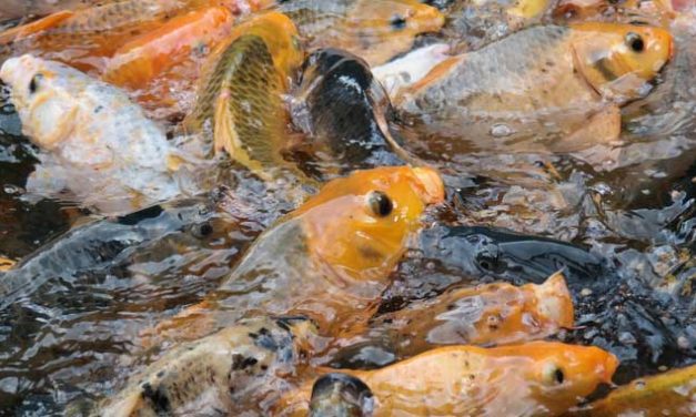 Budidaya Ikan Mas: Peluang Ekonomi Bagi Masyarakat Lokal