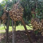 Cara Budidaya Kelengkeng Agar Berbuah Lebat