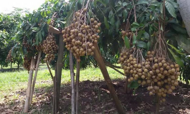 Cara Budidaya Kelengkeng Agar Berbuah Lebat