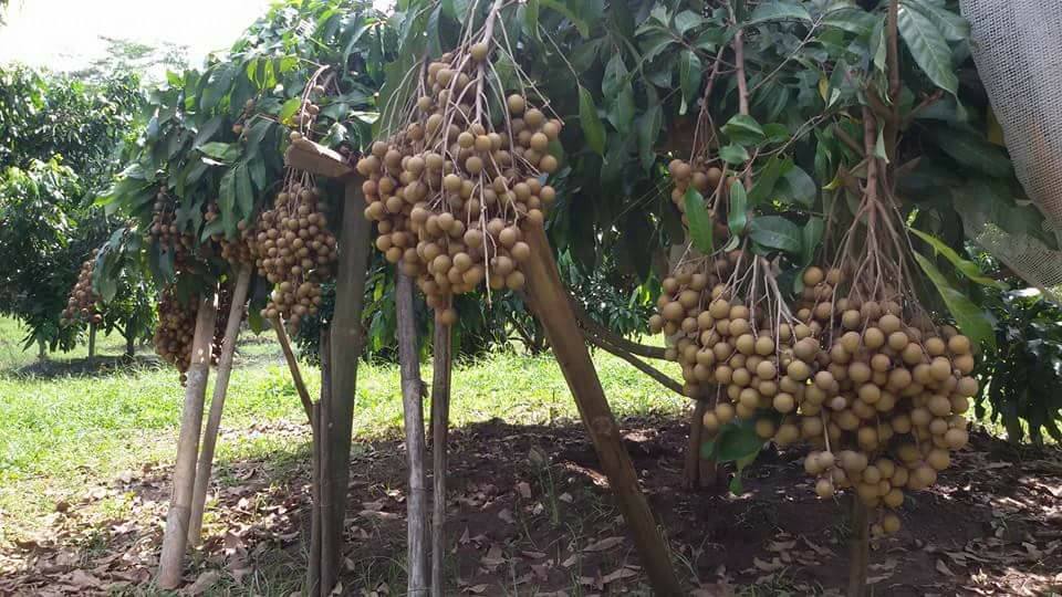 Cara Budidaya Kelengkeng Agar Berbuah Lebat