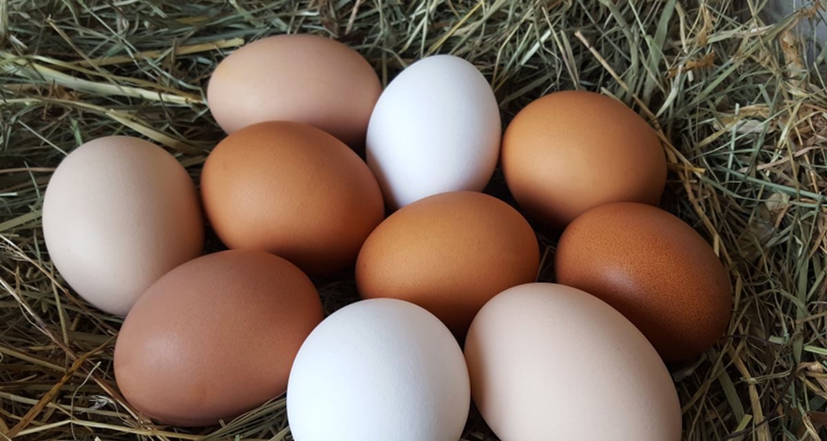 Cara Memilih Telur Ayam Segar Dan Berkualitas Di Pasaran