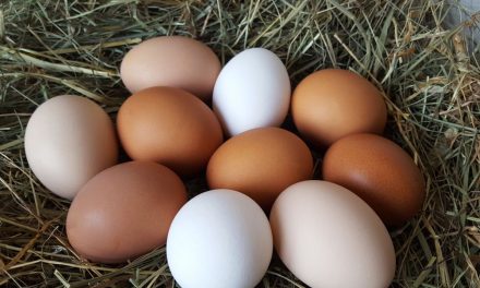 Cara Memilih Telur Ayam Segar Dan Berkualitas Di Pasaran