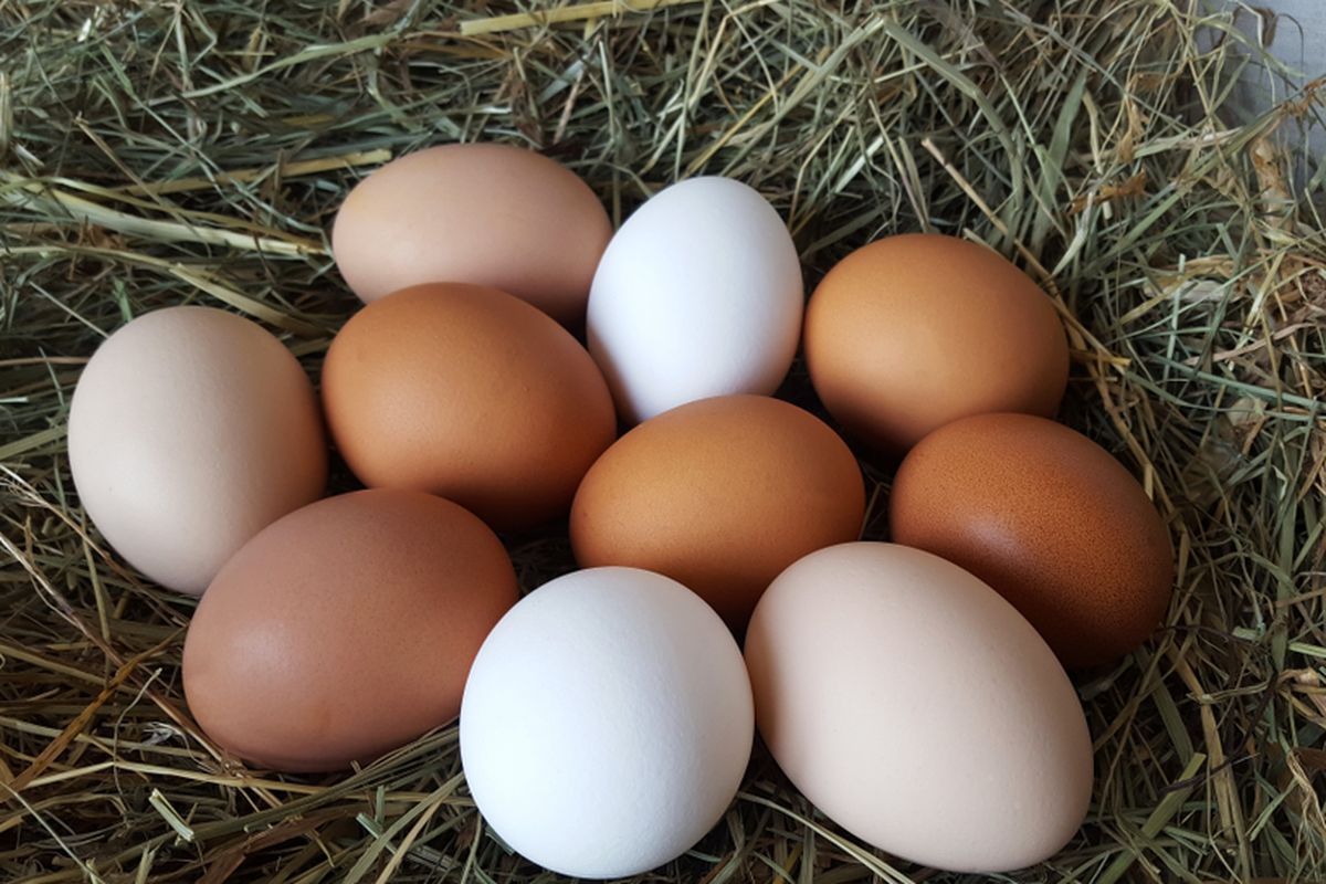 Cara Memilih Telur Ayam Segar Dan Berkualitas Di Pasaran