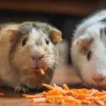 Jenis Hamster Yang Populer Sebagai Hewan Peliharaan