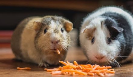 Jenis Hamster Yang Populer Sebagai Hewan Peliharaan