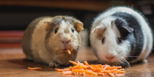 Jenis Hamster Yang Populer Sebagai Hewan Peliharaan