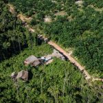 Hutan Sebagai Paru-Paru Dunia: Fakta Dan Tantangannya