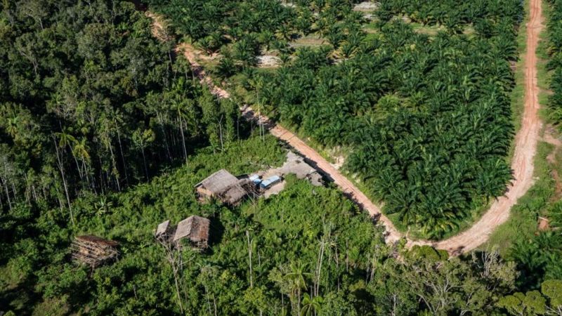 Hutan Sebagai Paru-Paru Dunia: Fakta Dan Tantangannya