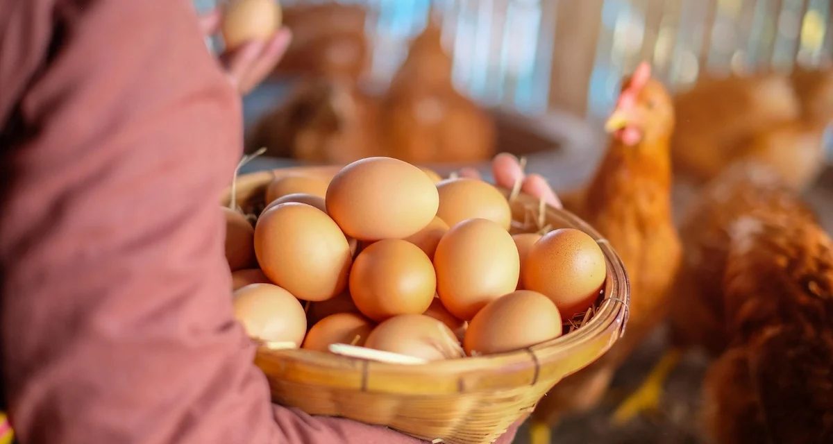 Rahasia Sukses Ternak Ayam Petelur Dengan Hasil Maksimal