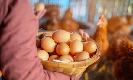 Rahasia Sukses Ternak Ayam Petelur Dengan Hasil Maksimal