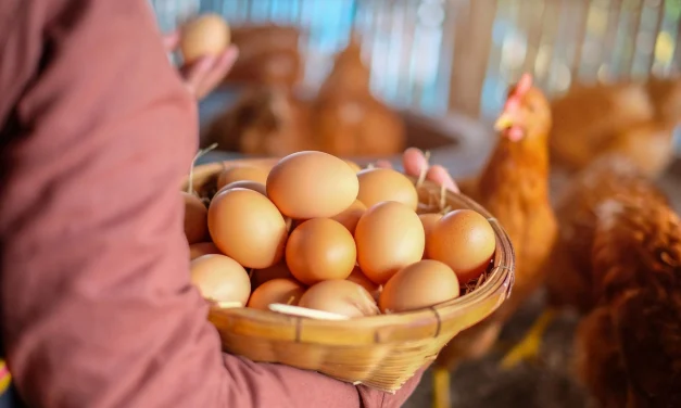 Rahasia Sukses Ternak Ayam Petelur Dengan Hasil Maksimal