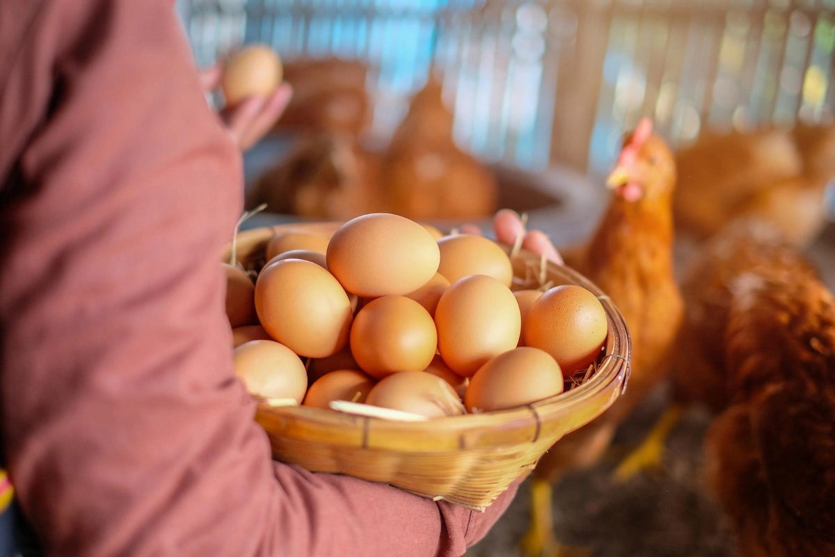 Rahasia Sukses Ternak Ayam Petelur Dengan Hasil Maksimal