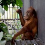 Populasi Musang Dan Orangutan Semakin Menurun, Penyebabnya