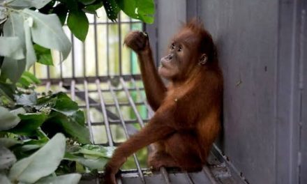 Populasi Musang Dan Orangutan Semakin Menurun, Penyebabnya