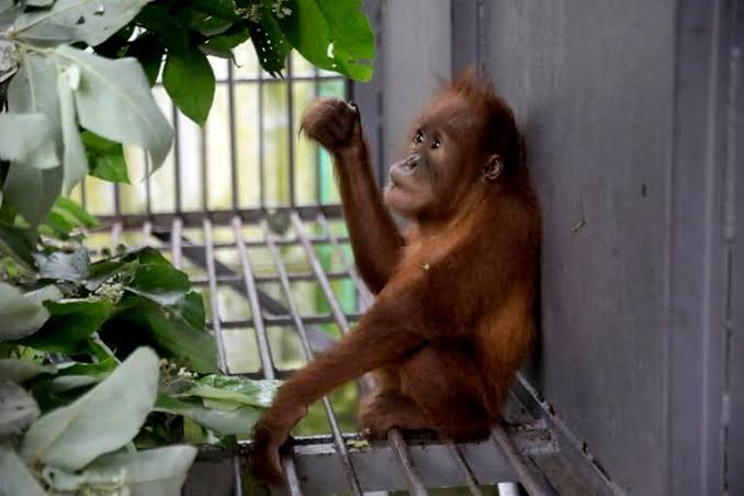 Populasi Musang Dan Orangutan Semakin Menurun, Penyebabnya