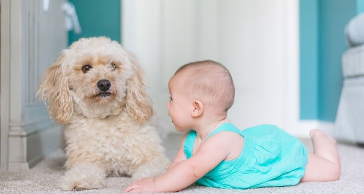 Anjing Dan Anak-Anak: Ras Yang Paling Ramah Untuk Keluarga