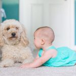 Anjing Dan Anak-Anak: Ras Yang Paling Ramah Untuk Keluarga