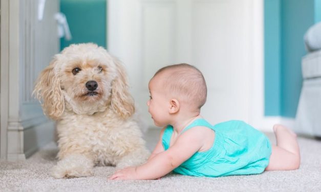 Anjing Dan Anak-Anak: Ras Yang Paling Ramah Untuk Keluarga