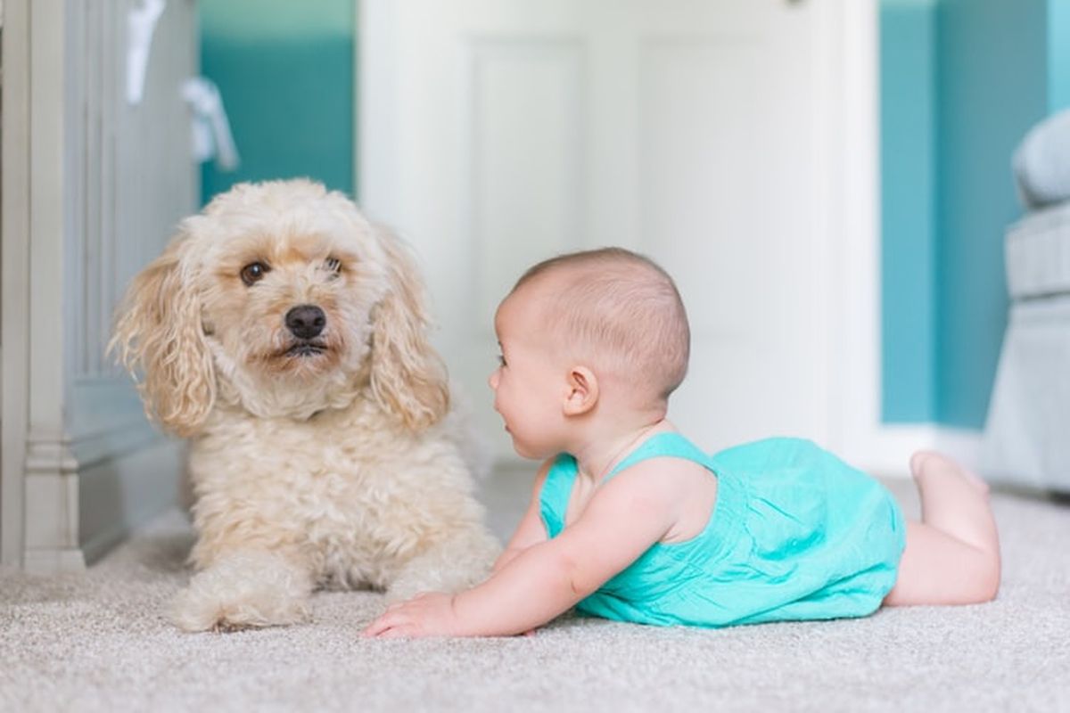 Anjing Dan Anak-Anak: Ras Yang Paling Ramah Untuk Keluarga
