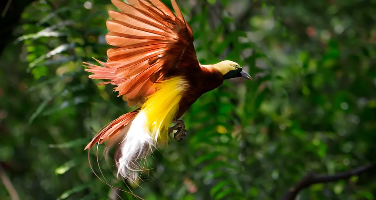 Pelestarian Burung Langka: Menjaga Keanekaragaman Hayati