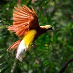 Pelestarian Burung Langka: Menjaga Keanekaragaman Hayati