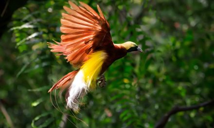 Pelestarian Burung Langka: Menjaga Keanekaragaman Hayati