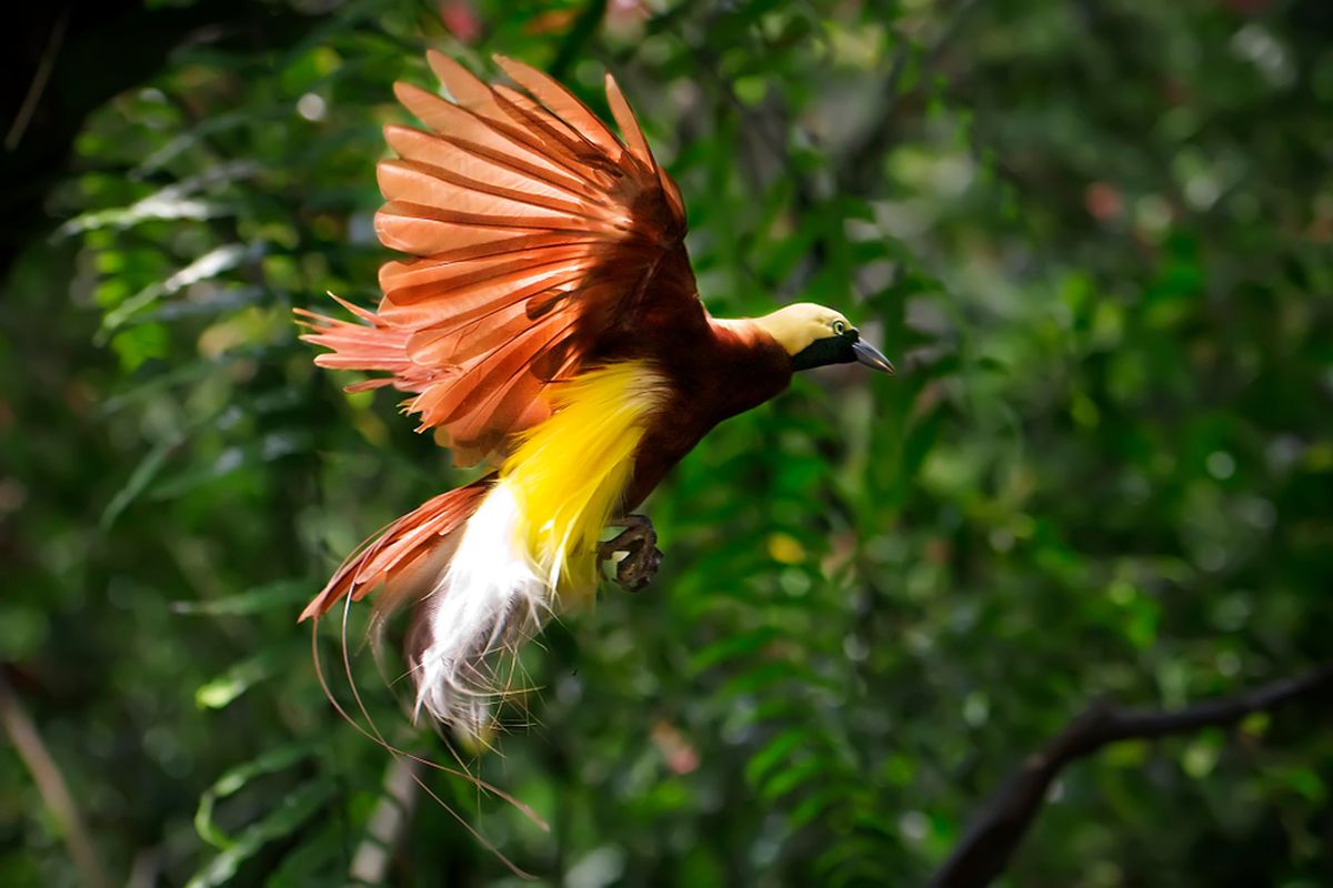 Pelestarian Burung Langka: Menjaga Keanekaragaman Hayati
