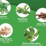Tumbuhan Obat: Mengenal Tanaman Tradisional Dan Manfaatnya