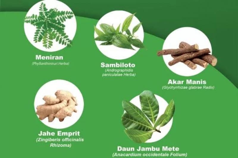 Tumbuhan Obat: Mengenal Tanaman Tradisional Dan Manfaatnya