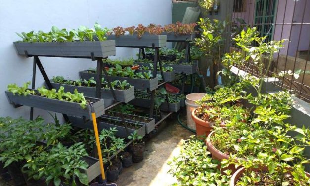 Pekarangan Produktif: Memanfaatkan Lahan Rumah Bagi Tanaman