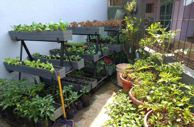 Pekarangan Produktif: Memanfaatkan Lahan Rumah Bagi Tanaman
