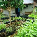 Budidaya Obat: Pemanfaatan Pekarangan Kebutuhan Keluarga