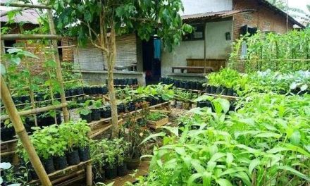 Budidaya Obat: Pemanfaatan Pekarangan Kebutuhan Keluarga