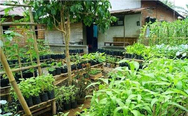 Budidaya Obat: Pemanfaatan Pekarangan Kebutuhan Keluarga