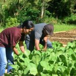 Kebun Komunitas: Memanfaatkan Lahan Bersama Untuk Pangan
