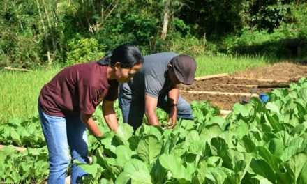 Kebun Komunitas: Memanfaatkan Lahan Bersama Untuk Pangan