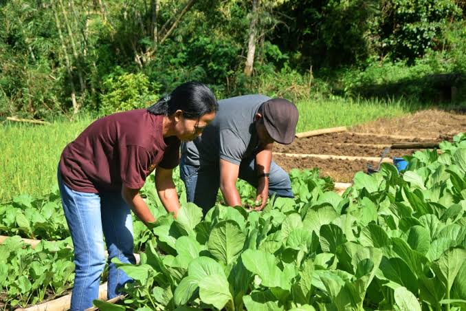 Kebun Komunitas: Memanfaatkan Lahan Bersama Untuk Pangan